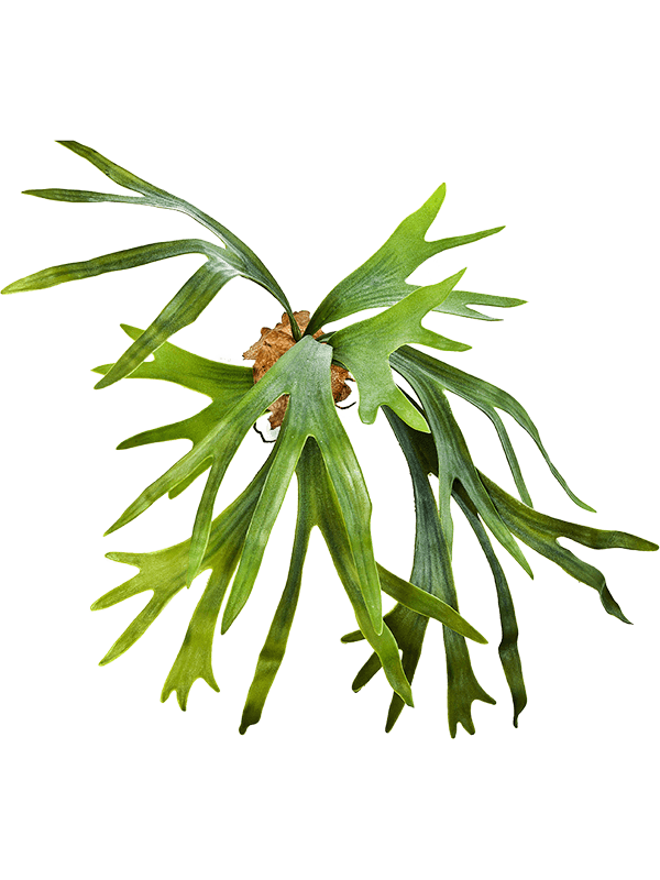 Fern Staghorn Buisson artificiel à huit frondes vertes découpées, sans pot décoratif