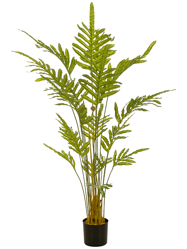 
                  
                    Fern Touffe artificiel, grandes frondes vertes découpées sur tiges dressées, avec pot de base
                  
                