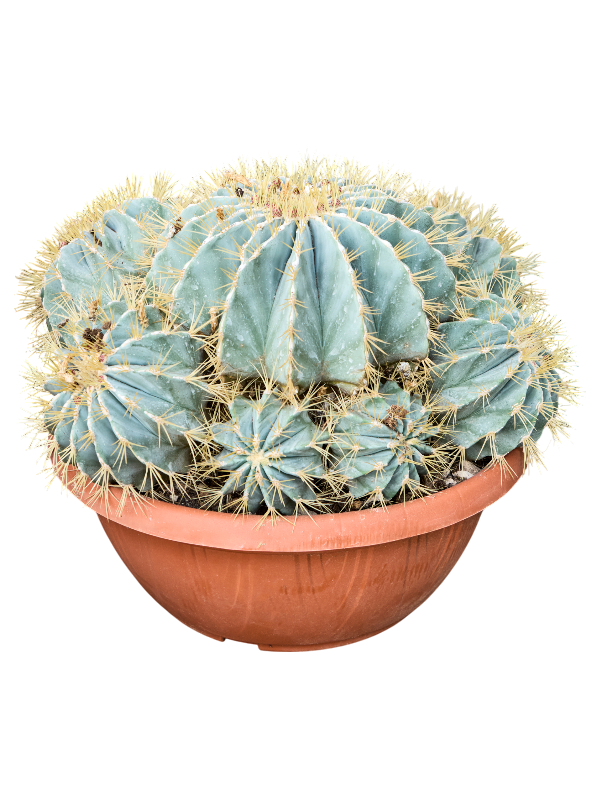 
                  
                    Ferocactus glaucescens en touffe, pot de culture de 40 cm
                  
                