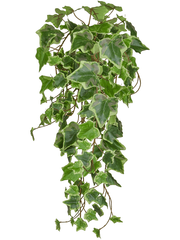 
                  
                    Feuillage de lierre artificiel retombant vert crème ignifugé FireSilx — 55 cm
                  
                