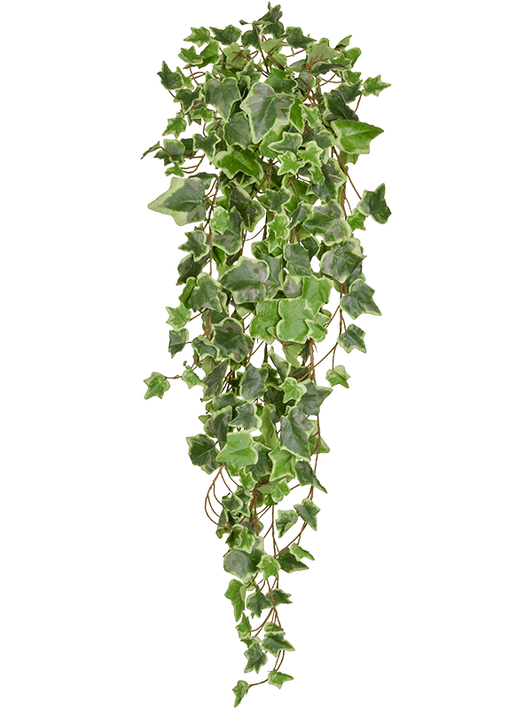 
                  
                    Feuillage de lierre artificiel retombant vert crème ignifugé FireSilx — 86 cm
                  
                