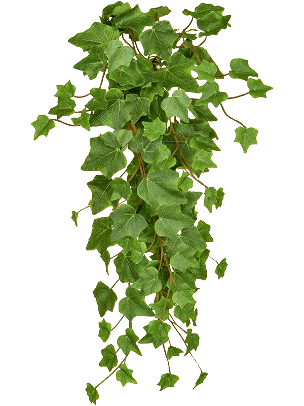 
                  
                    Feuillage de lierre artificiel retombant vert olive ignifugé FireSilx — 55 cm
                  
                