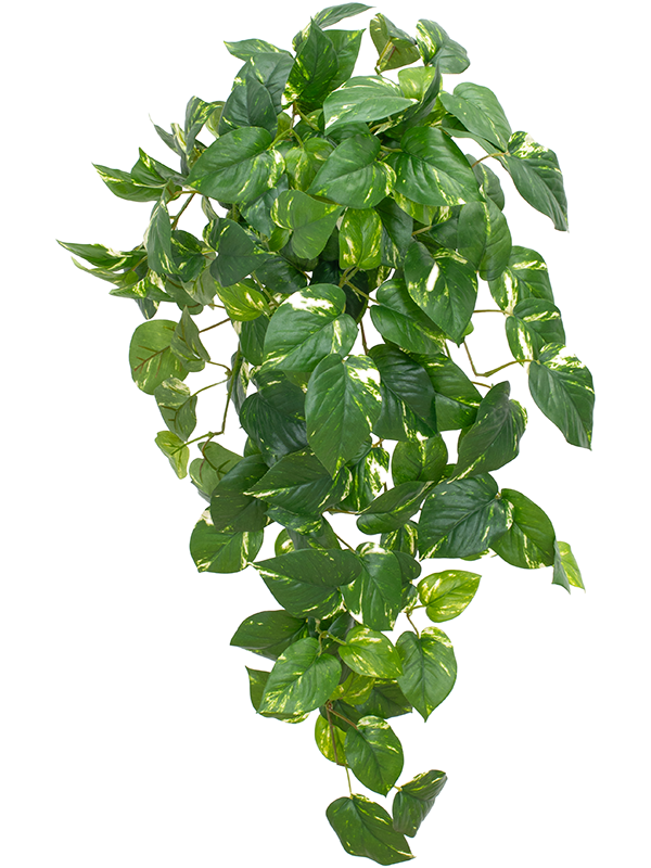 
                  
                    Feuillage de pothos artificiel panaché ignifugé FireSilx — 83 cm
                  
                