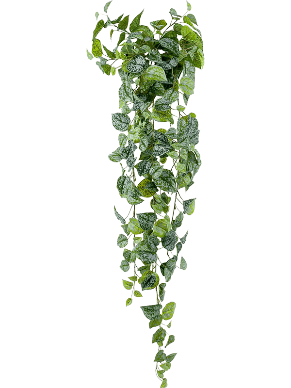 
                  
                    Feuillage de Scindapsus pictus artificiel retombant moucheté argent — 120 cm
                  
                