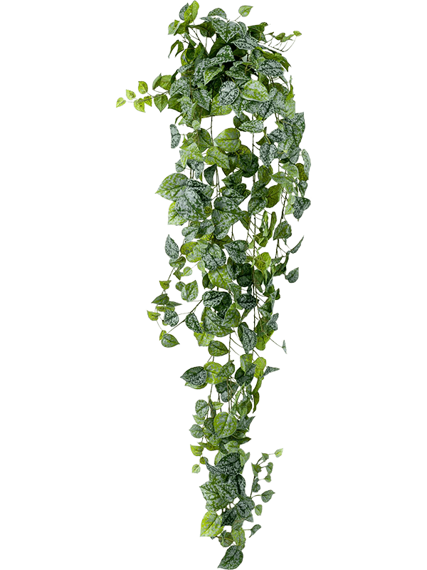 
                  
                    Feuillage de Scindapsus pictus artificiel retombant moucheté argent — 180 cm
                  
                