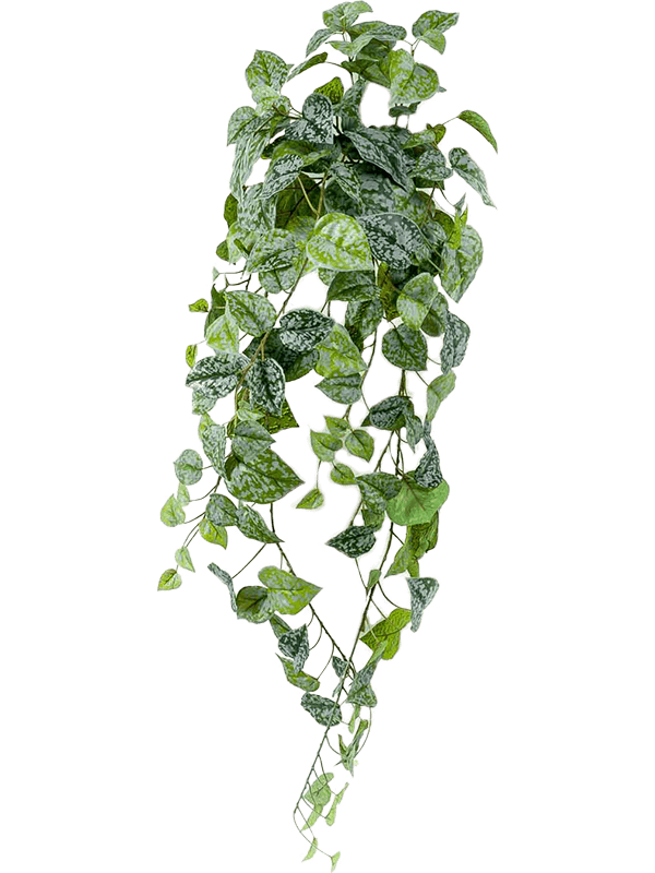 
                  
                    Feuillage de Scindapsus pictus artificiel retombant moucheté argent — 90 cm
                  
                