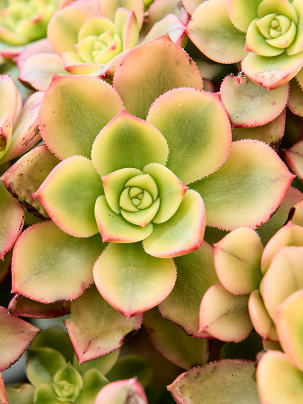 
                  
                    Aeonium arboreum 'Kiwi'
                  
                