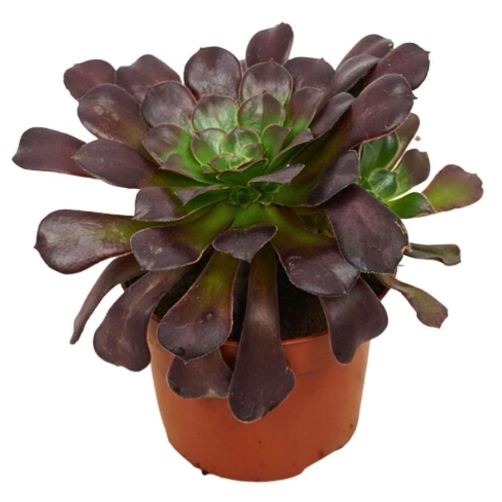 Aeonium tricolore