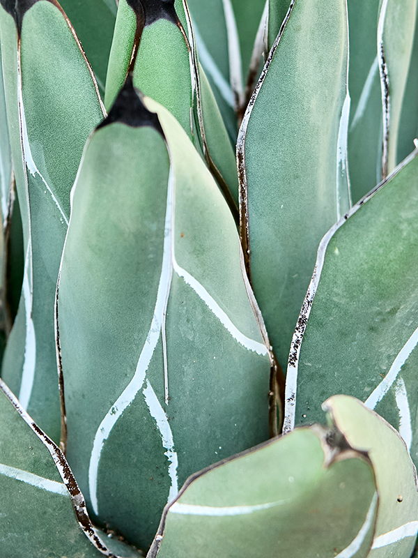 Agave ferdinandi Regis