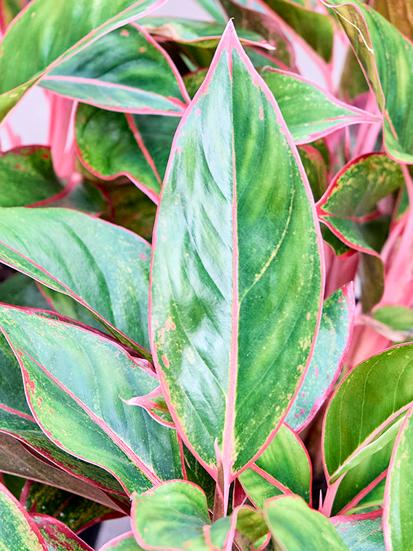 
                  
                    Aglaonema Siam Red
                  
                