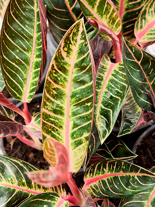 
                  
                    Aglaonema Sumatra
                  
                