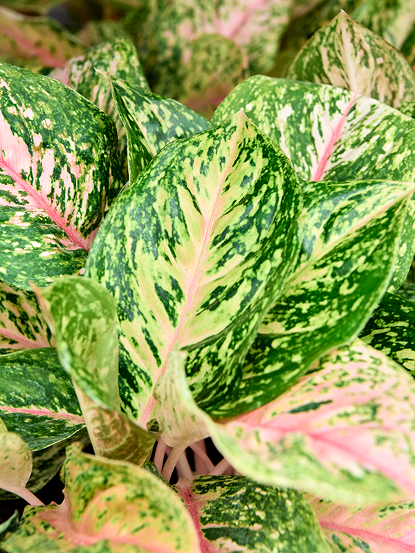 
                  
                    Aglaonema Two Tone Moonstone
                  
                