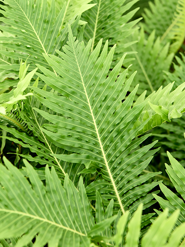 
                  
                    Blechnum gibbum
                  
                