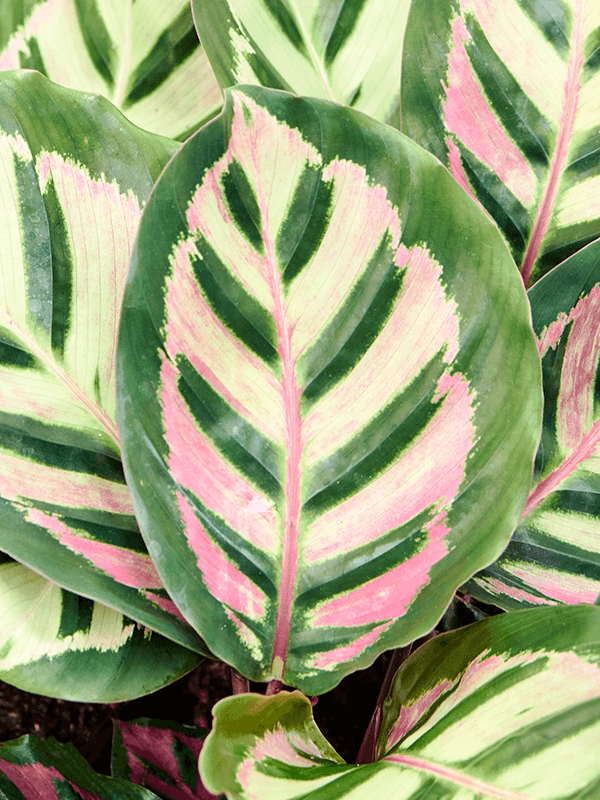 
                  
                    Calathea roseopicta Cora
                  
                