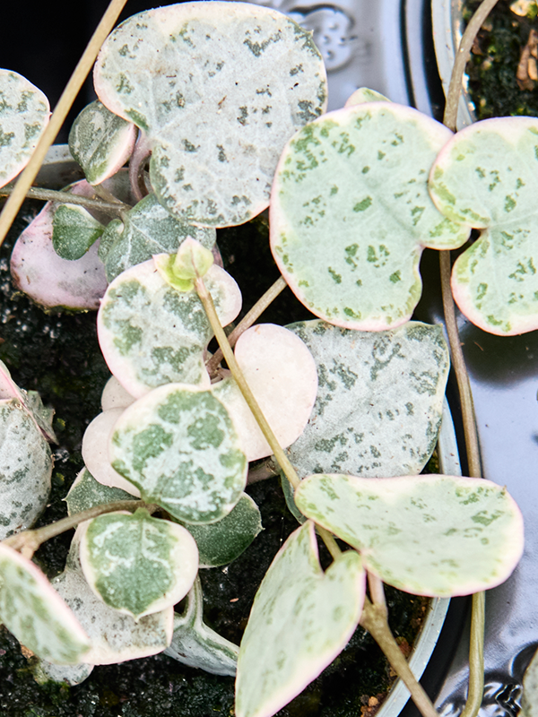 
                  
                    Ceropegia woodii Variegata
                  
                
