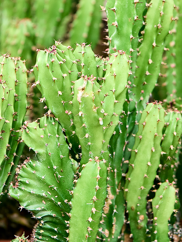 
                  
                    Euphorbia triangularis crstata
                  
                
