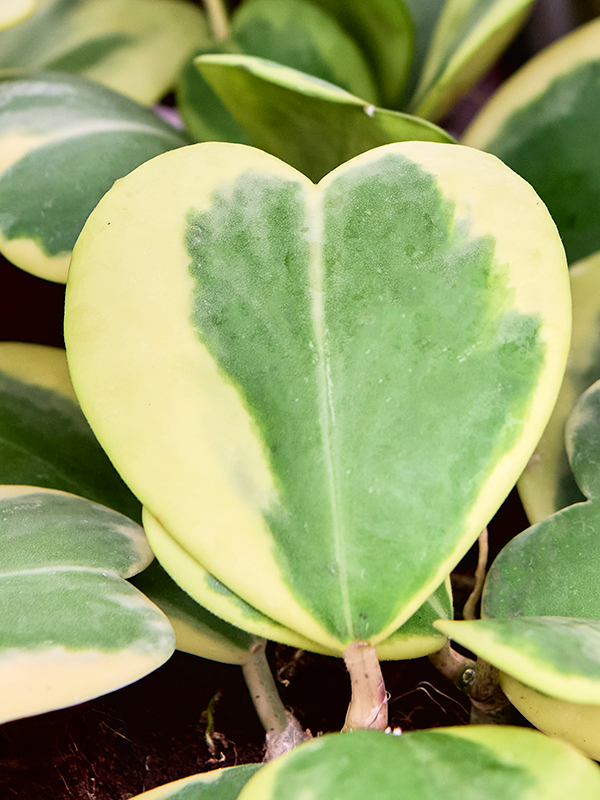 
                  
                    Hoya kerrii Variegata
                  
                