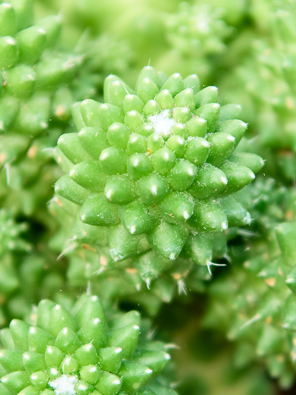 
                  
                    Mammillaria Toluca Ramosa
                  
                
