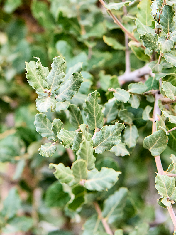 
                  
                    Quercus suber chêne Liege
                  
                