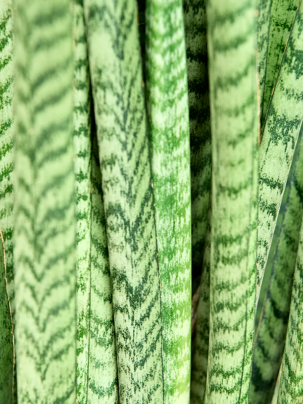 
                  
                    Sansevieria zeylanica Narrow
                  
                