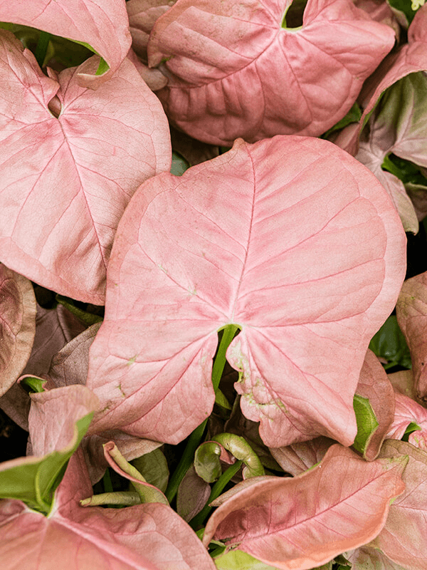 
                  
                    Syngonium Neon
                  
                