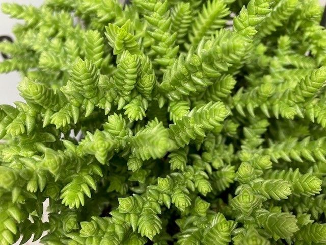
                  
                    Crassula Licopodioides
                  
                