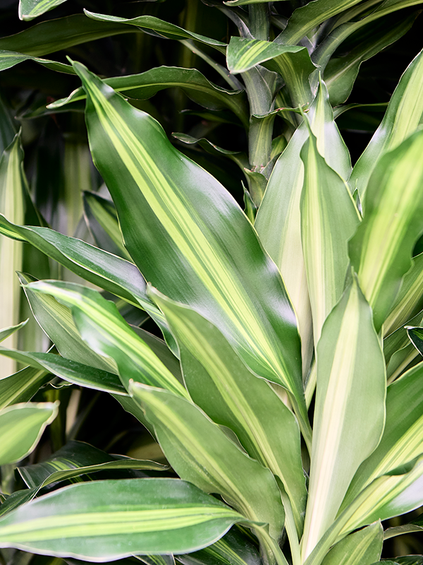 
                  
                    Dracaena fragrans Silindo
                  
                