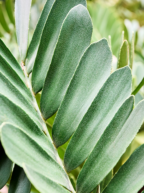 
                  
                    Zamia furfuracae
                  
                