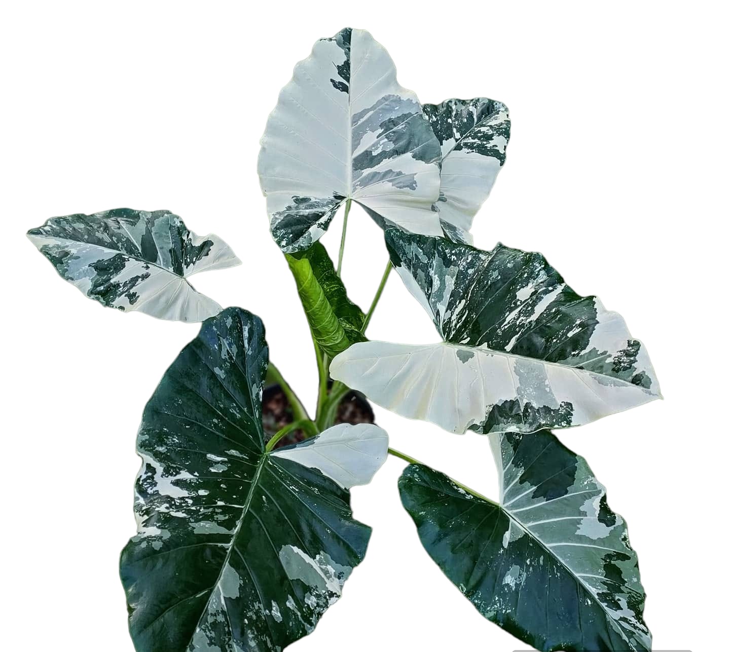 
                  
                    Alocasia macrorrhizos variegata
                  
                