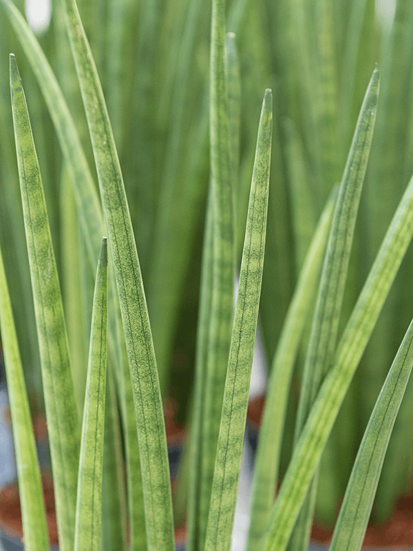 
                  
                    Sansevieria cylindrica Spikes
                  
                