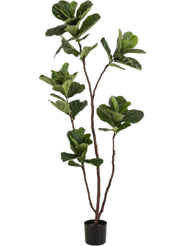 
                  
                    Ficus lyrata artificiel de 175 cm, silhouette élancée et feuilles en forme de lyre
                  
                