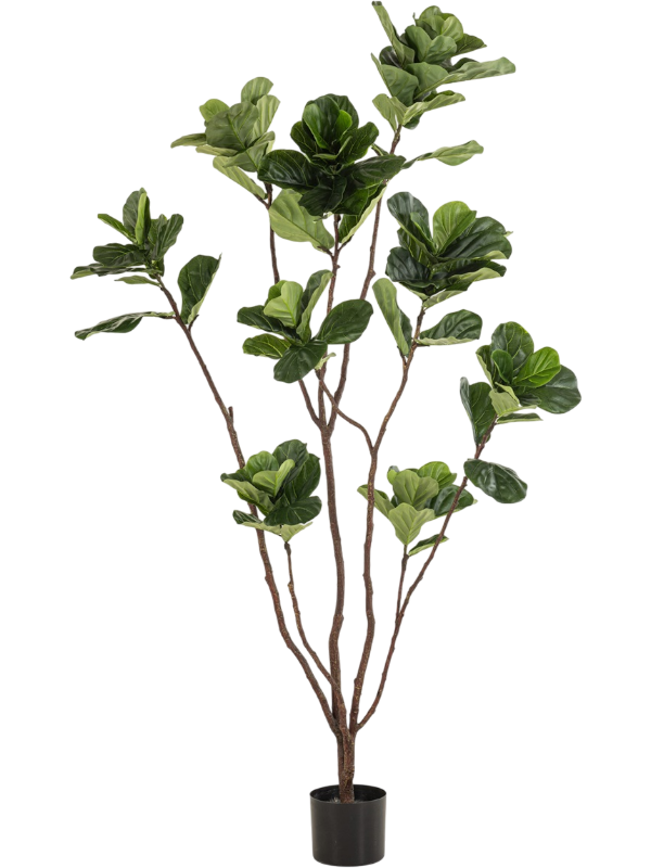 
                  
                    Ficus lyrata artificiel de 240 cm, branches brunes et grand feuillage vert
                  
                