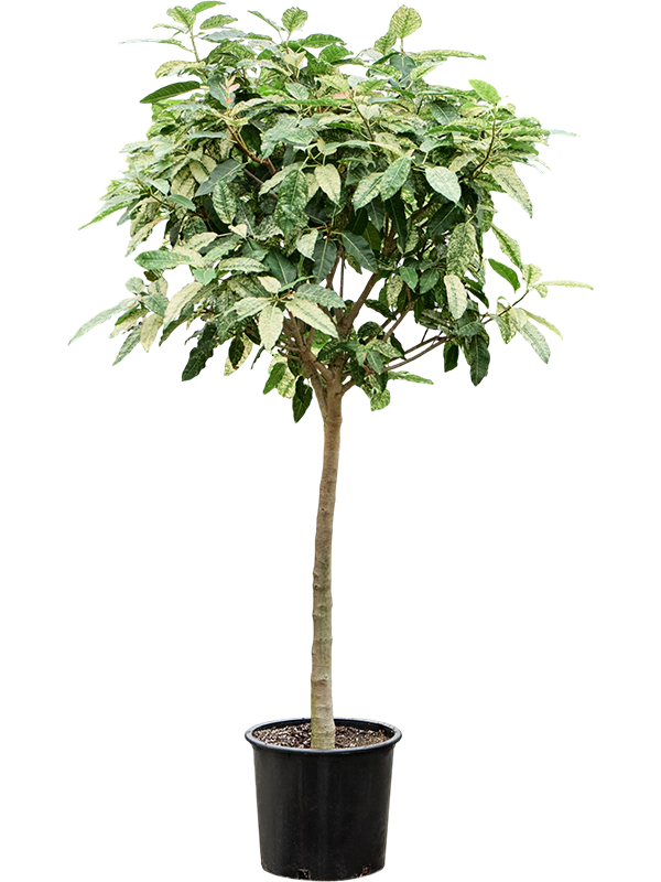 Ficus aspera Parcellii sur tige — feuillage panaché, pot de culture de 45 cm