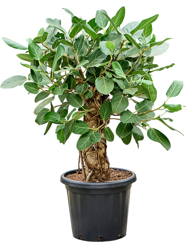 
                  
                    Ficus benghalensis Audrey, hauteur 120 cm, pot de culture de 35 cm
                  
                