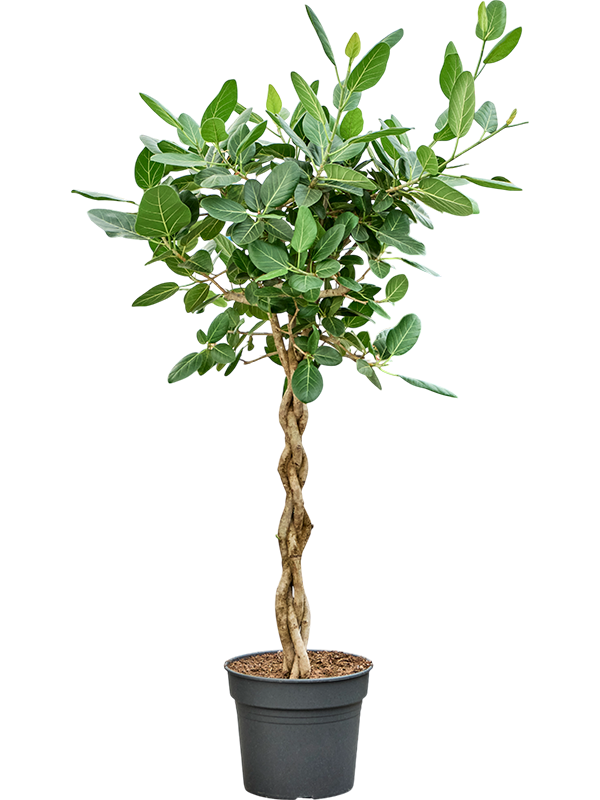 
                  
                    Ficus benghalensis Audrey, hauteur 175 cm, pot de culture de 38 cm
                  
                