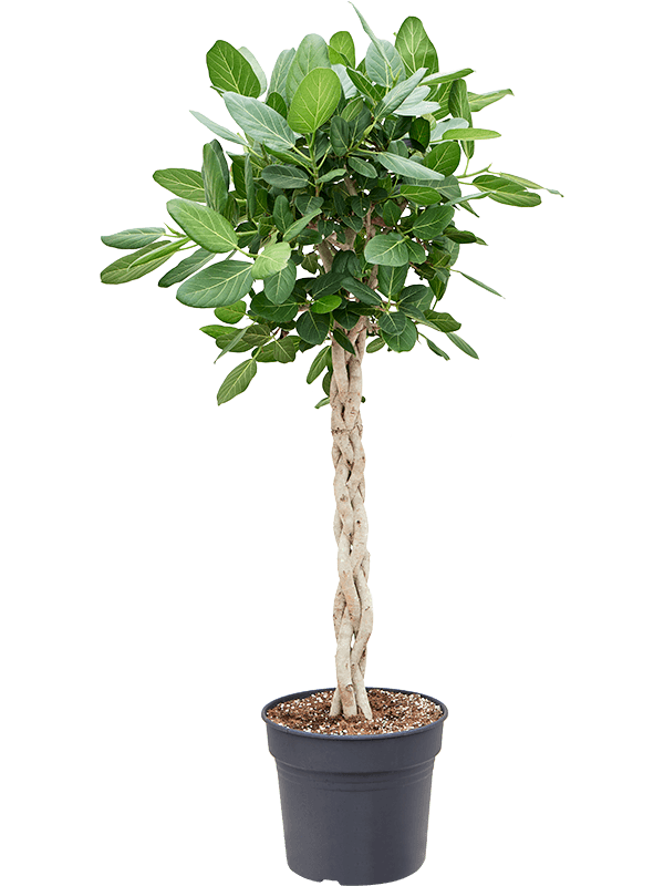 
                  
                    Ficus benghalensis Audrey, hauteur 130 cm, pot de culture de 30 cm
                  
                
