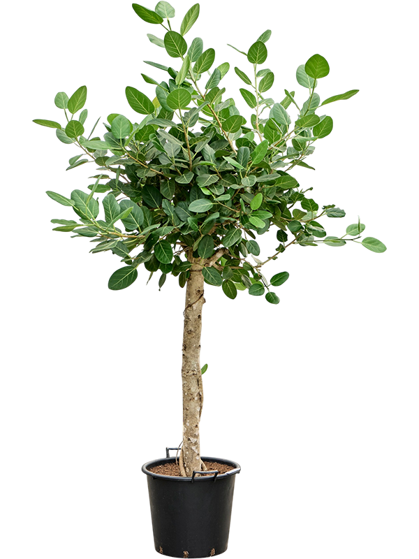
                  
                    Ficus benghalensis Audrey, hauteur 160 cm, pot de culture de 34 cm
                  
                