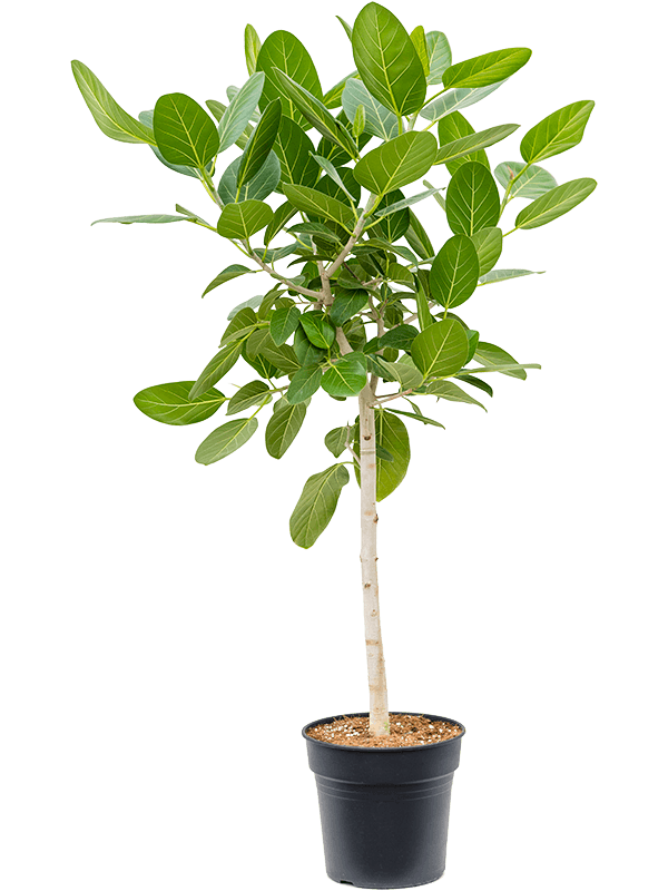 
                  
                    Ficus benghalensis Audrey, hauteur 130 cm, pot de culture de 30 cm
                  
                