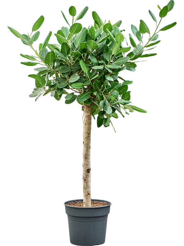 
                  
                    Ficus benghalensis Audrey, hauteur 190 cm, pot de culture de 38 cm
                  
                