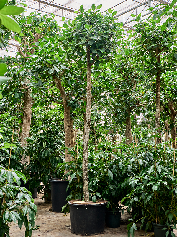 
                  
                    Ficus benghalensis Audrey, hauteur 500 cm, pot de culture de 85 cm
                  
                