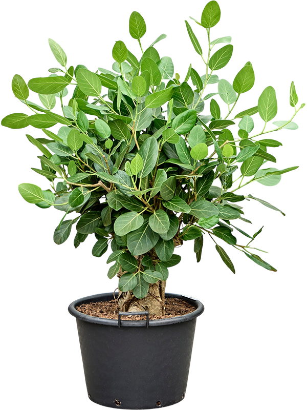 
                  
                    Ficus benghalensis Audrey, sur tige, hauteur 125 cm, pot Ø 50 cm
                  
                