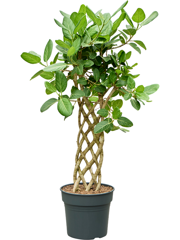 
                  
                    Ficus benghalensis Audrey, tige haie, hauteur 140 cm, pot Ø 34 cm
                  
                
