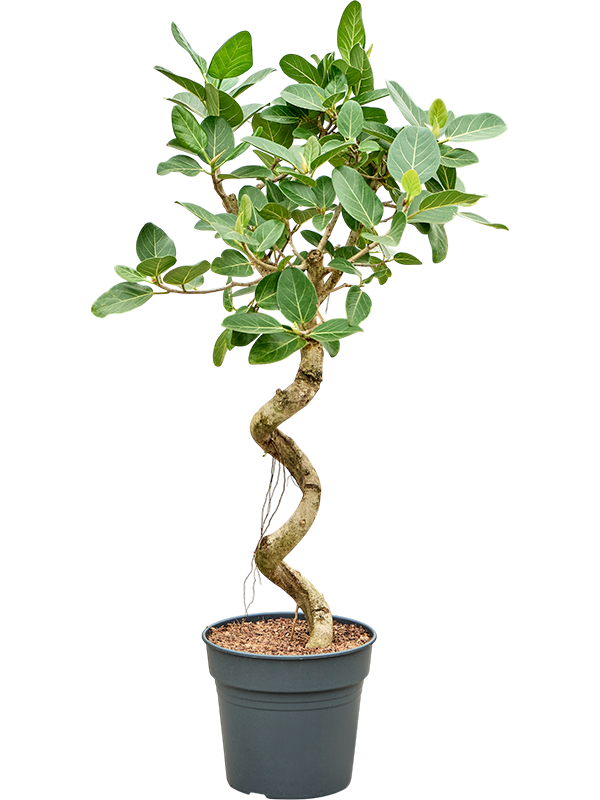 
                  
                    Ficus benghalensis Audrey, spirale, hauteur 140 cm, pot Ø 30 cm
                  
                