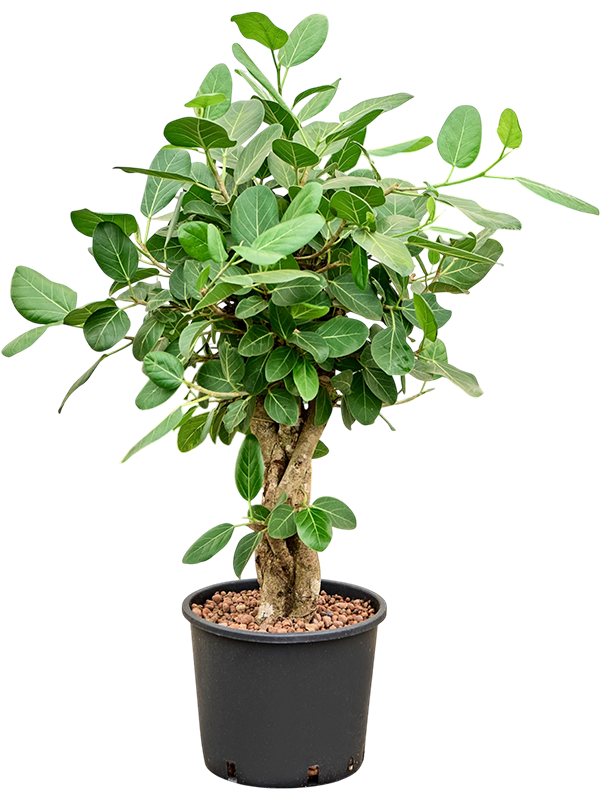 Ficus benghalensis Audrey en bonsaï d’intérieur, tronc épais et feuillage vert à nervures claires, cultivé en hydroculture