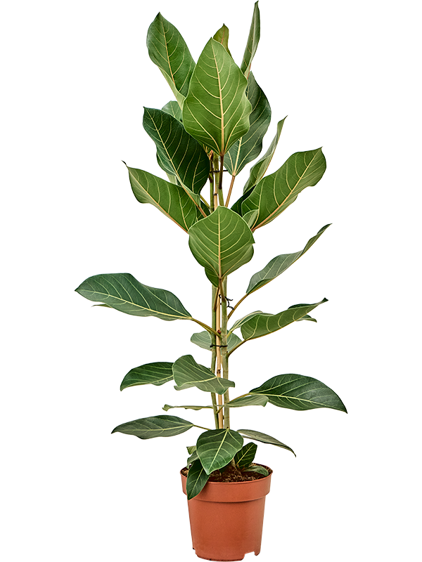 Ficus benghalensis Joy — feuillage nervuré et plante en pot de culture