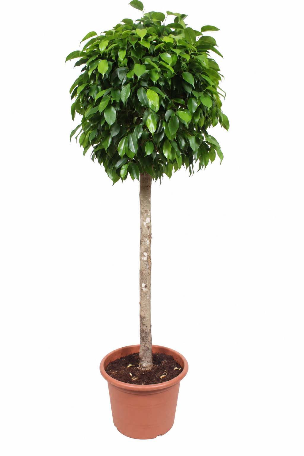 
                  
                    Ficus benjamina Columnar sur tige, hauteur 180 cm, pot de culture de 40 cm, fond blanc — Hauteur: 180 cm Pot: 40 cm
                  
                