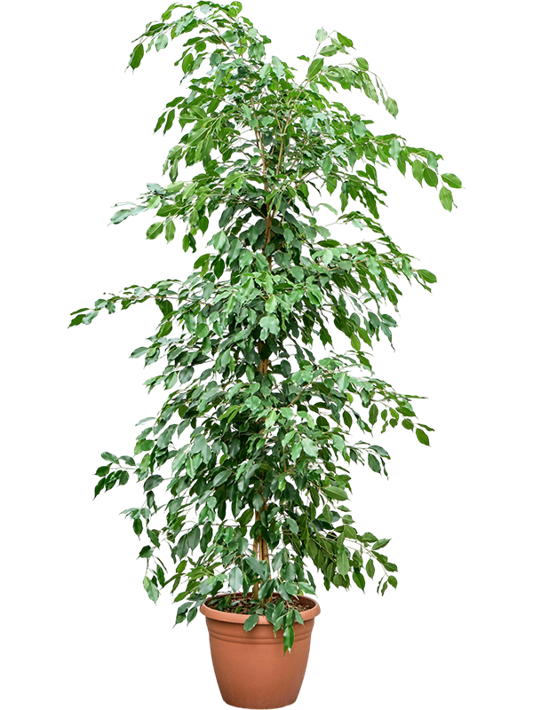 
                  
                    Ficus benjamina Exotica de 210 cm en touffe, pot de culture 37 cm, sur fond blanc
                  
                
