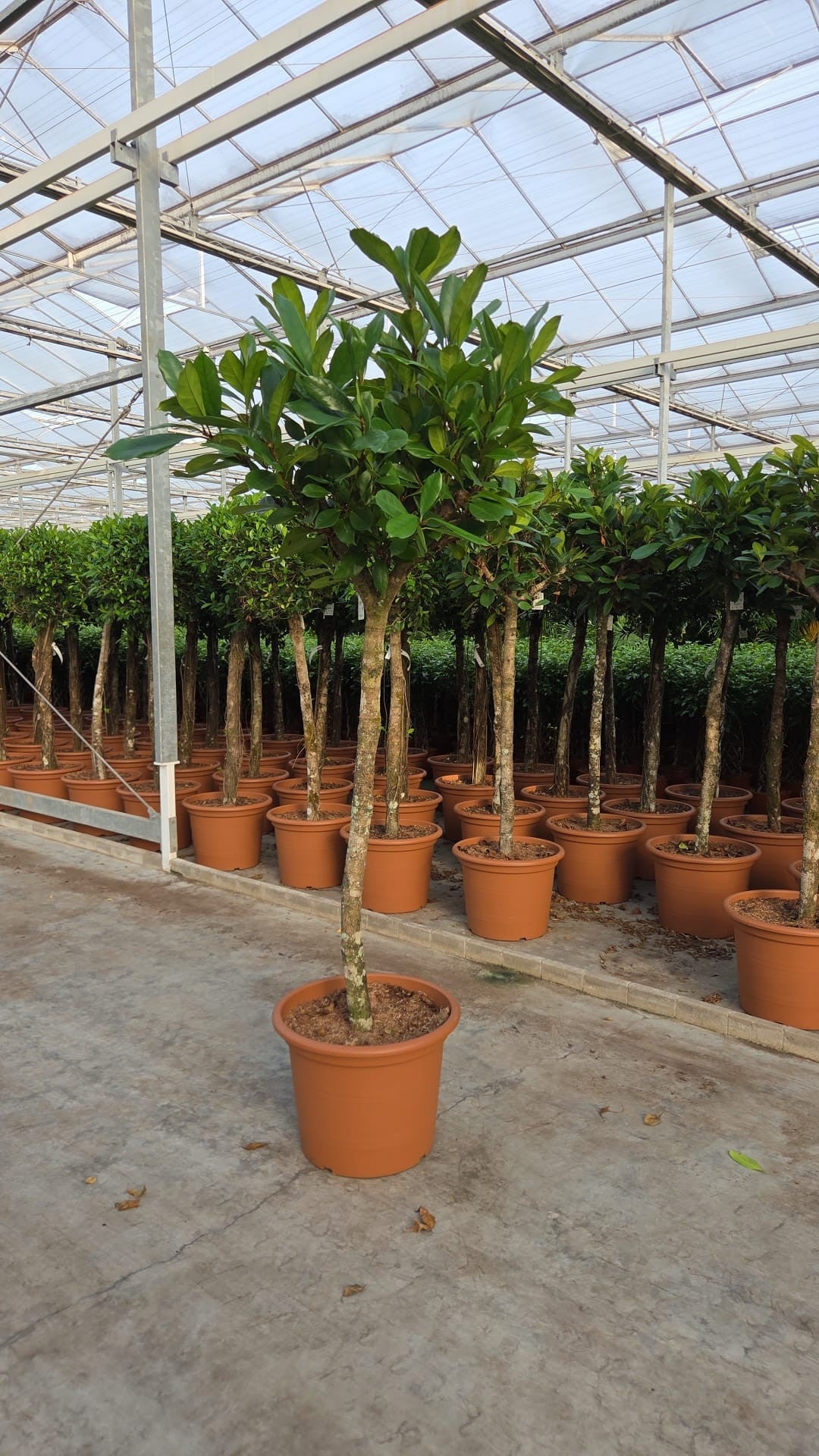 
                  
                    Ficus cyathistipula sur tige de 250 cm, sujet photographié en pépinière dans son pot de culture de 55 cm
                  
                