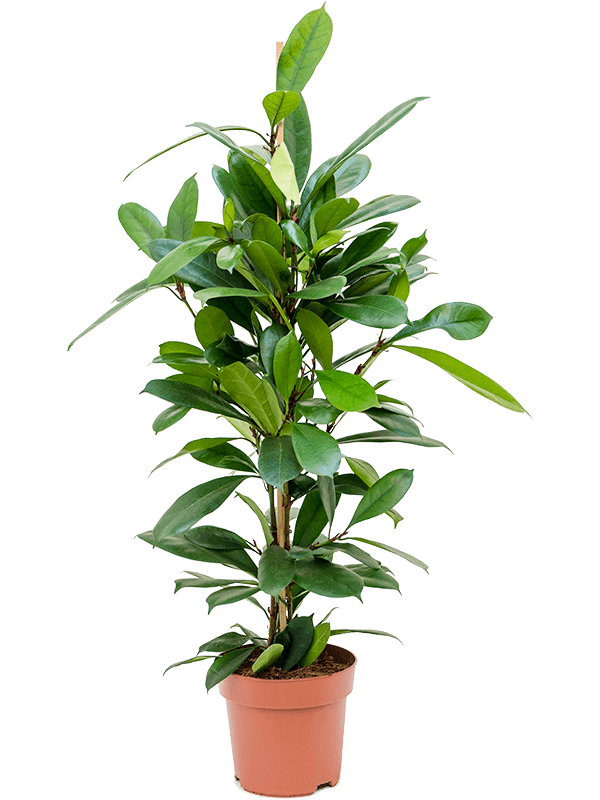
                  
                    Ficus cyathistipula, hauteur 100 cm, pot de culture de 21 cm
                  
                