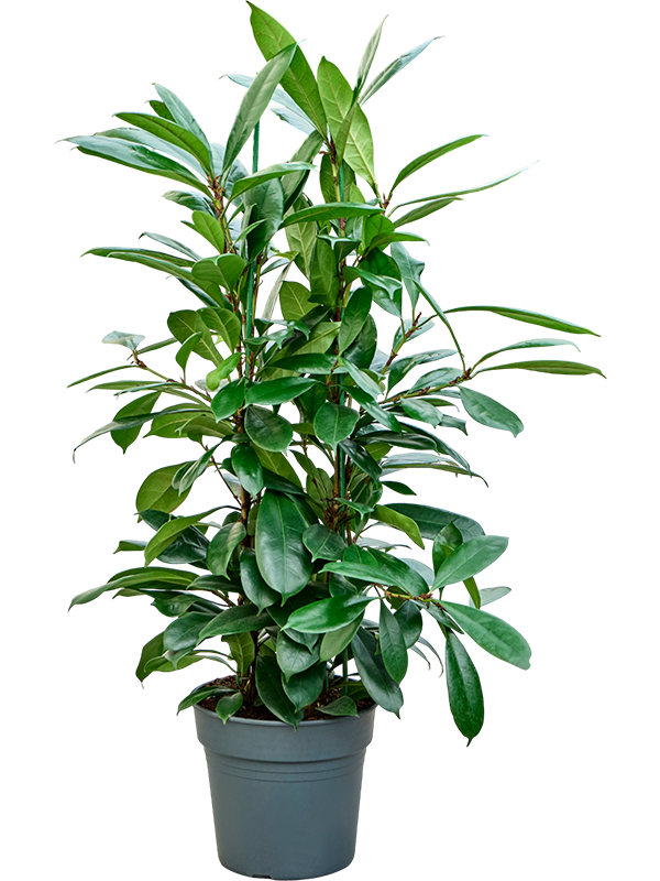 
                  
                    Ficus cyathistipula, hauteur 130 cm, pot de culture de 30 cm
                  
                